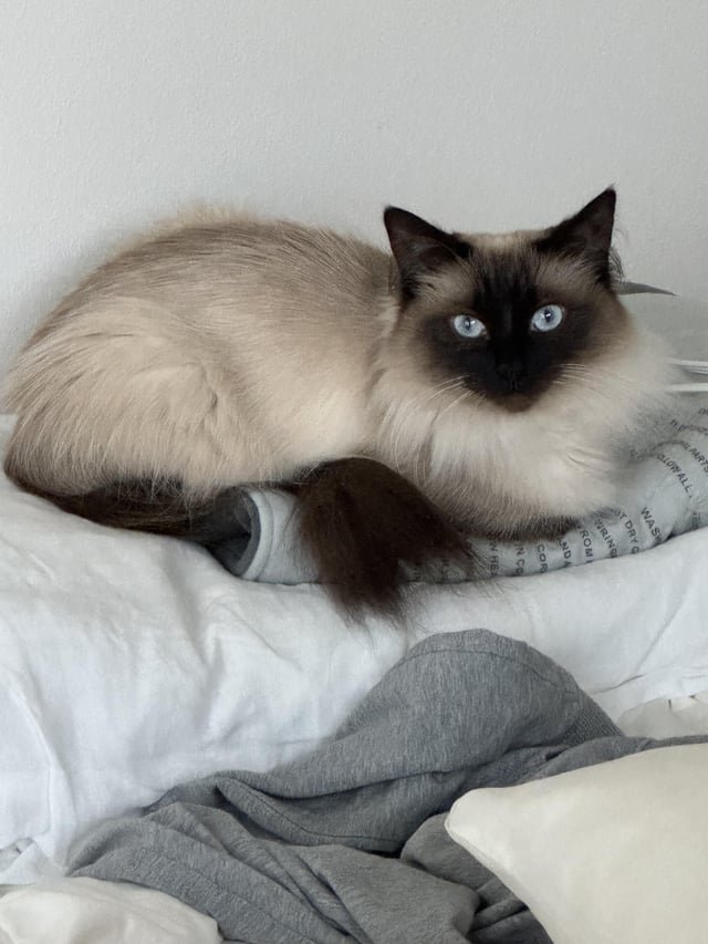 Missing Cat – Beacon Hill