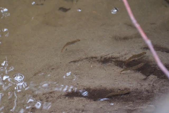 SALMON: Fauntleroy Creek’s first ‘home hatch’ of the season