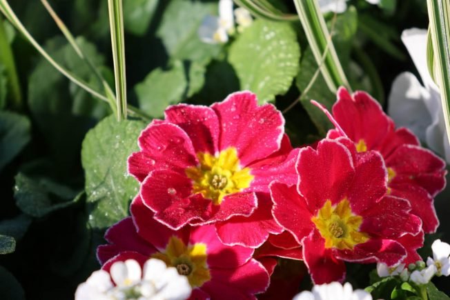 BIZNOTE: West Seattle Nursery launching demonstration garden, asking for kids’ suggestions