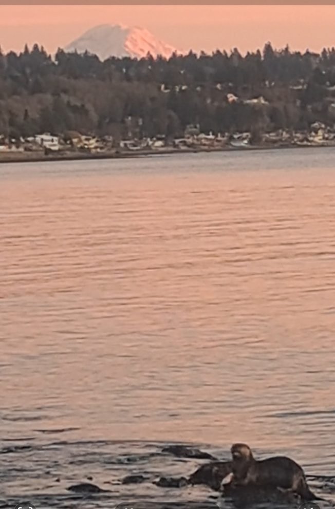 WEST SEATTLE WILDLIFE: Otters on a roll and on the rocks