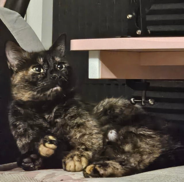 Tortie cat found in International District/Chinatown