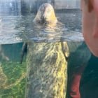 Meet Flounder! I highly recommend meeting the new seal at the aquarium if you haven’t seen him yet! (RIP Barney)