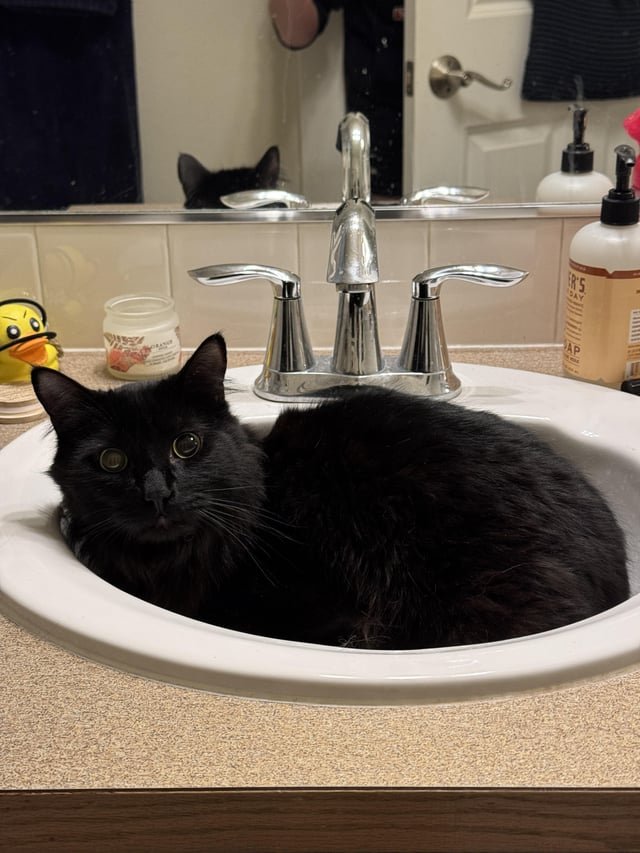 FOUND CAT in Cap Hill