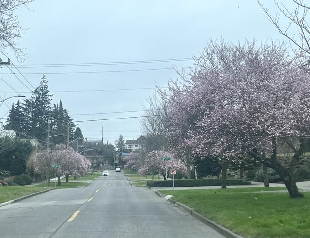 Someone tell the trees it’s not time yet…