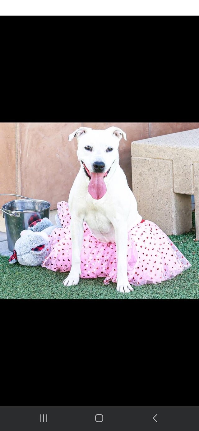 Urgent foster needed