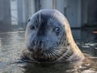 Meet Flounder! Our new harbor seal at the Aquarium!