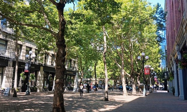 ‘Existential’ Budget Cut Would Wipe Out State Urban Forestry Program – The Urbanist