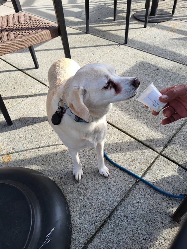 She loves her pup cups