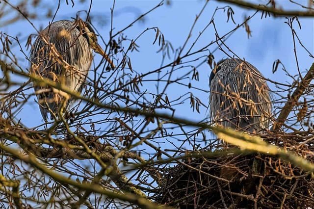 Herons have returned to nest at Commodore Park