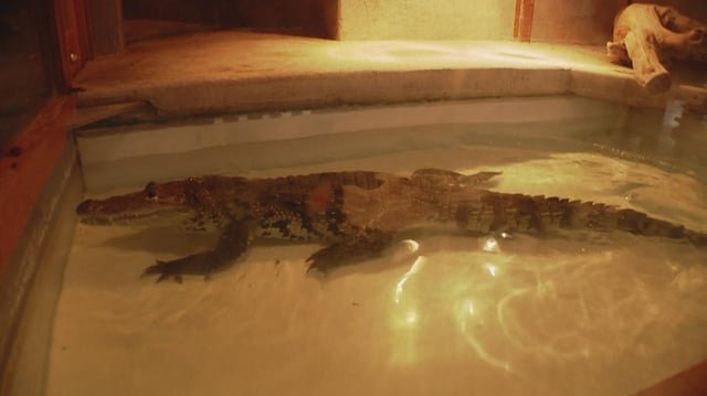 Beloved Monroe Reptile Zoo closes after 30 years, but animals find new homes