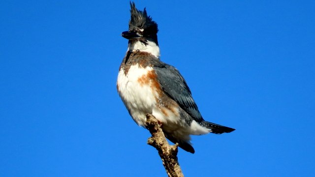 WEST SEATTLE BIRDS: This season’s last game-day gallery