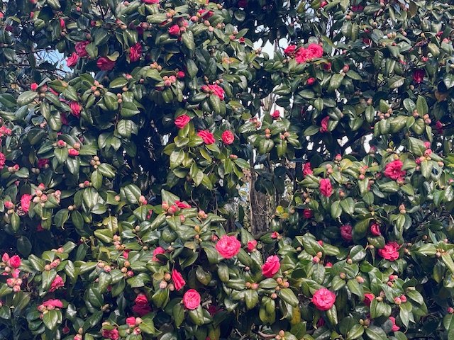 Baby Story Time, lunchtime health info, meditation, music, more for your West Seattle Monday