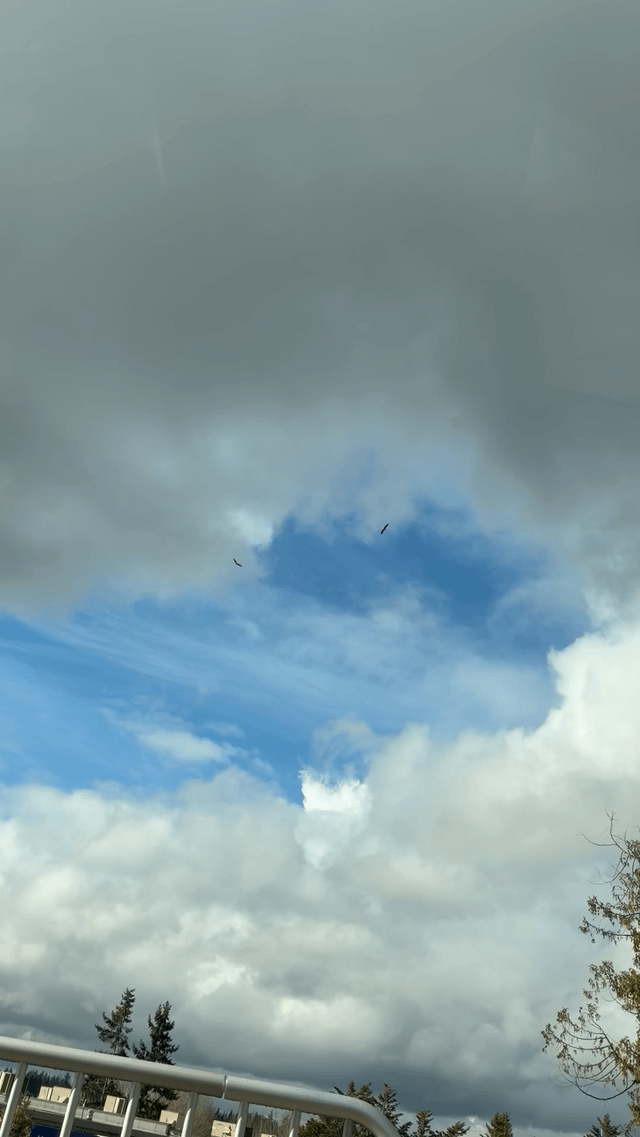 Spotted two bald eagles circling each other!