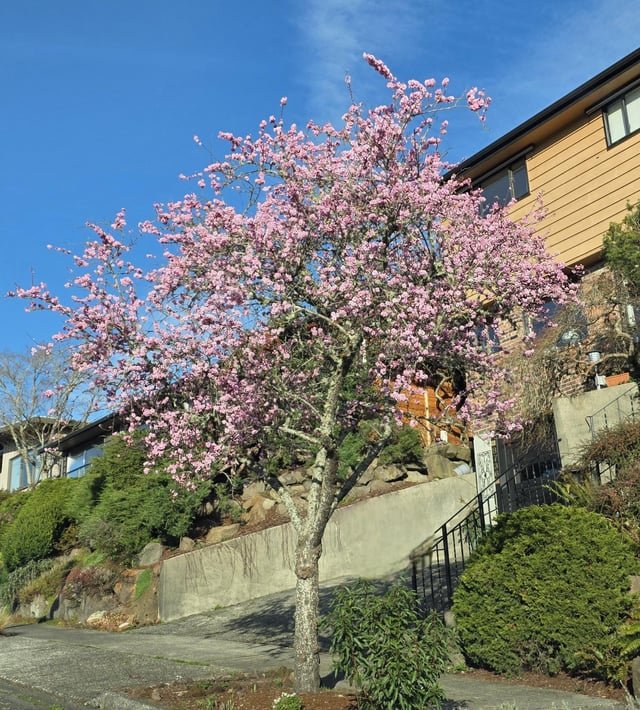 Seattle taking a pass on winter….