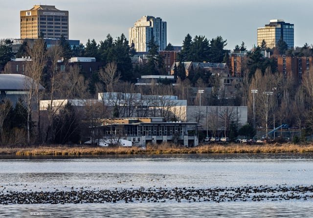 Coots in Union Bay. There are a ton of them there right now! [OC]