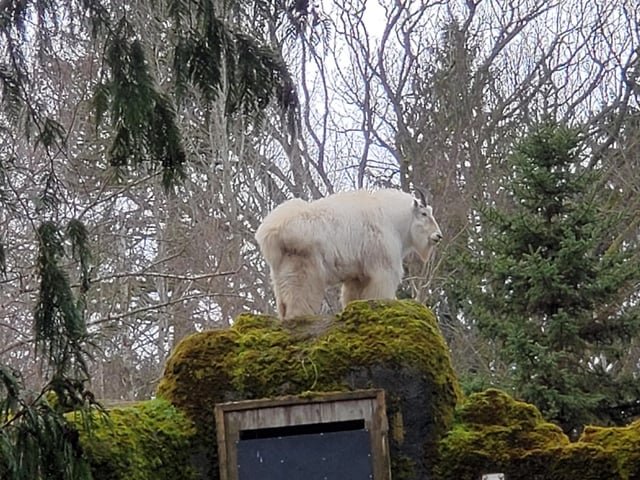 Mountain goat on a mossy redoubt
