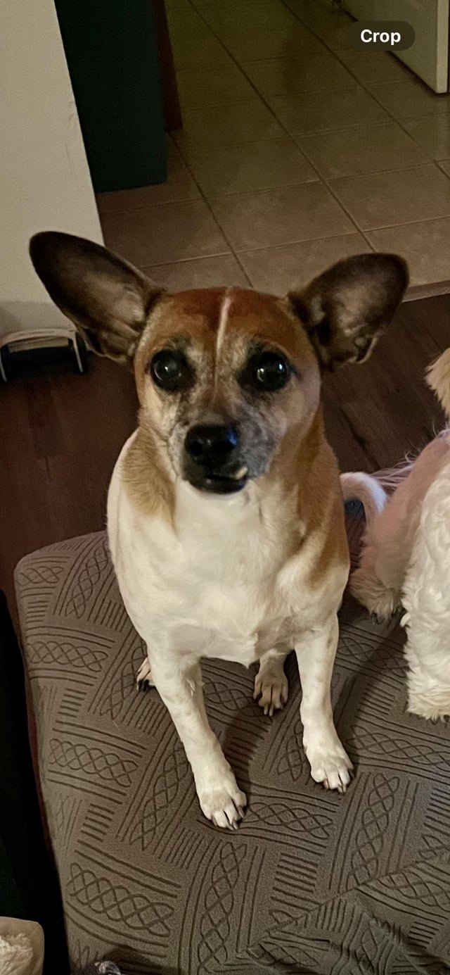 LOST DOG LOWER QUEEN ANNE