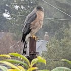 Cooper’s Hawk visit in Ballard. The juvenile pic is from last year, the very wet adult male (returned?) today.