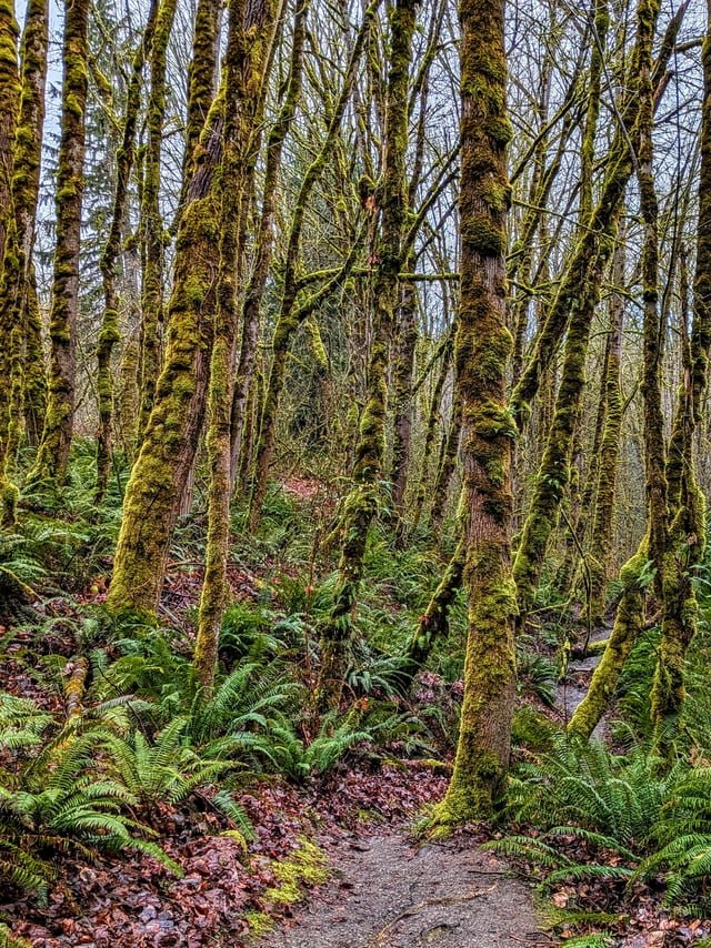 Bagley Seam Trail