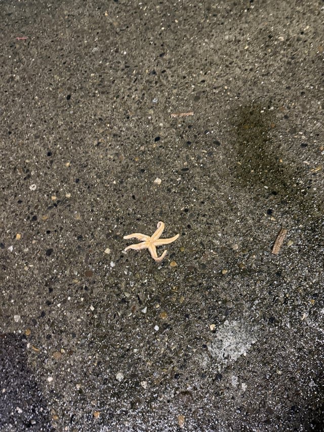 Starfish in alley off Western Ave