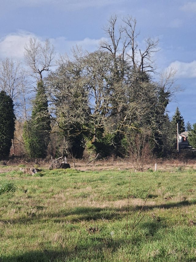 900 yr old Garry Oak in trouble