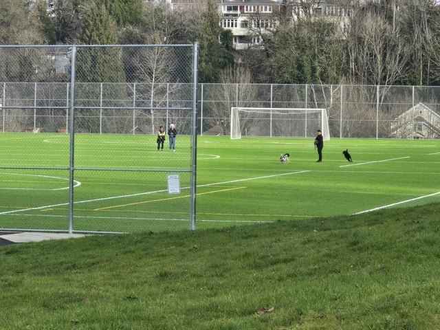 Off leash dogs on playfields at Genesee, with an actual dog park DIRECTLY behind them