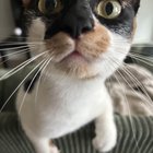 Foster cat looking for forever home!