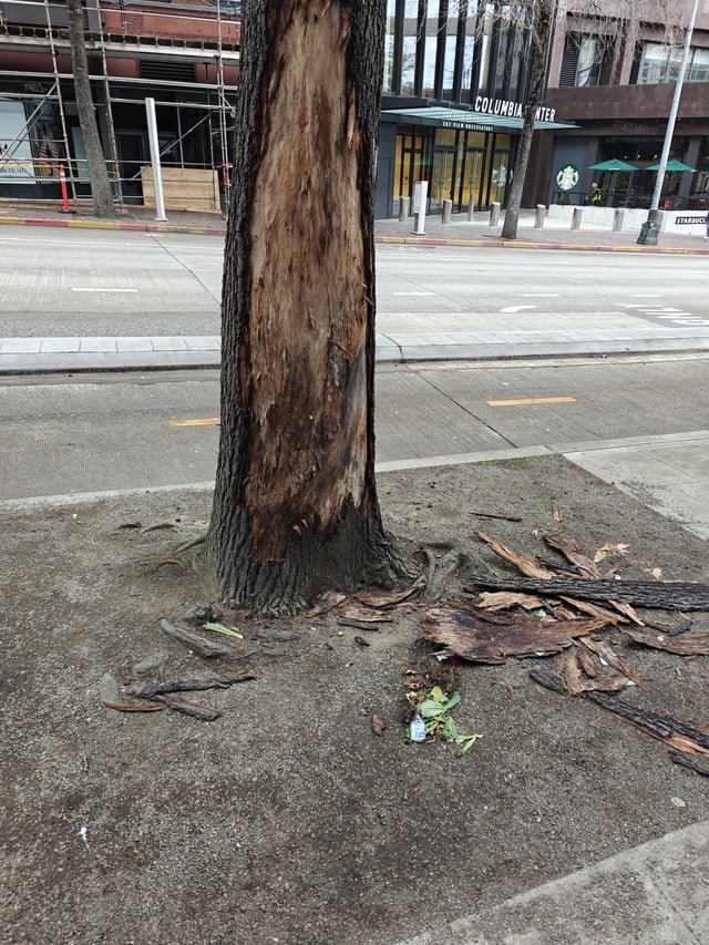 RIP. Somebody is about to find out about tree law…
