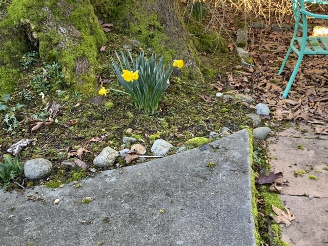 Valentine’s Day Daffodil