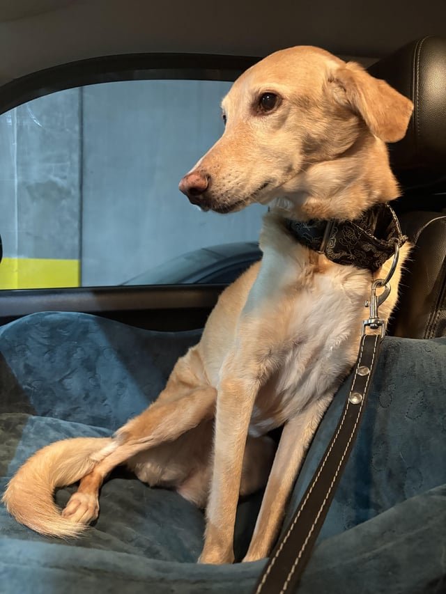 Dog got off leash – Columbia City