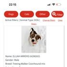 Rescue dogs in Boston, Ma
