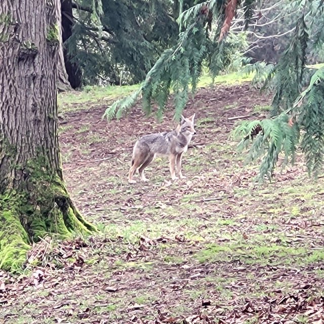 Female coyote spotted at Lower Woodland Park