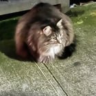 Missing cat found maybe?