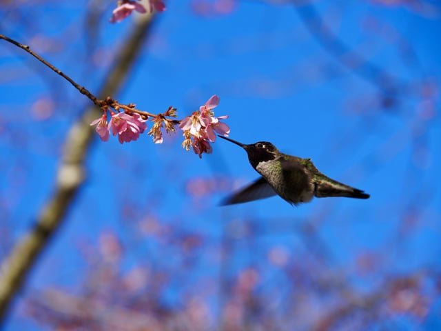 Early cherry blossoms at Seward park