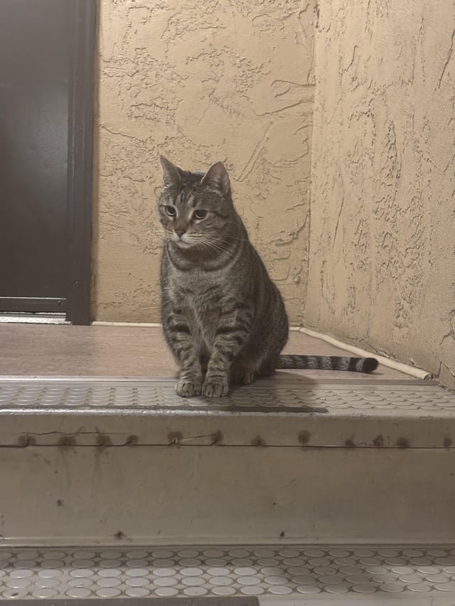 Lost Cat Found in Capitol Hill