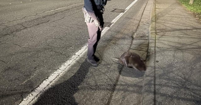 Determined beaver refuses to leave road despite pleas from Redmond police
