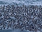 Hordes of birds under 520 bridge