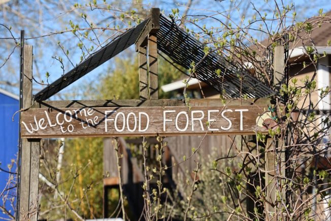 More food bank help: Growing – and harvesting – at Puget Ridge Edible Park