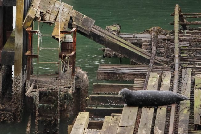 From comedy to calming, here’s the list for your West Seattle Monday