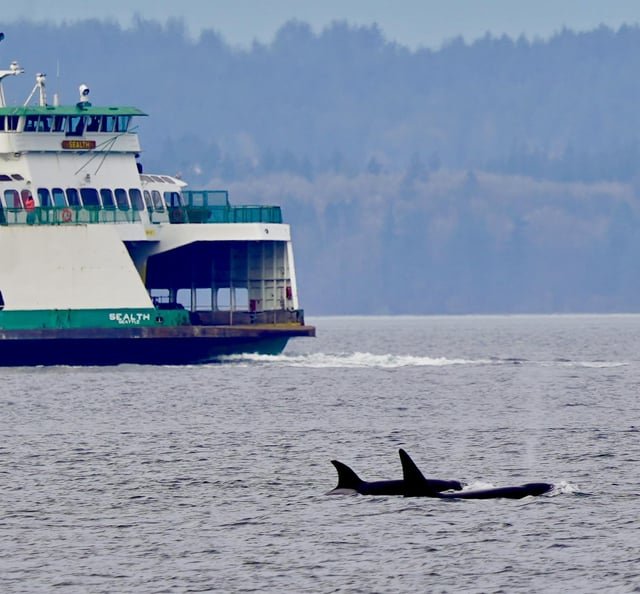 Puget Sound locals cutting off the ferry again