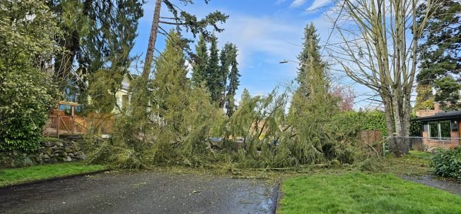 WEST SEATTLE WEATHER: Tree down at 18th/Holden