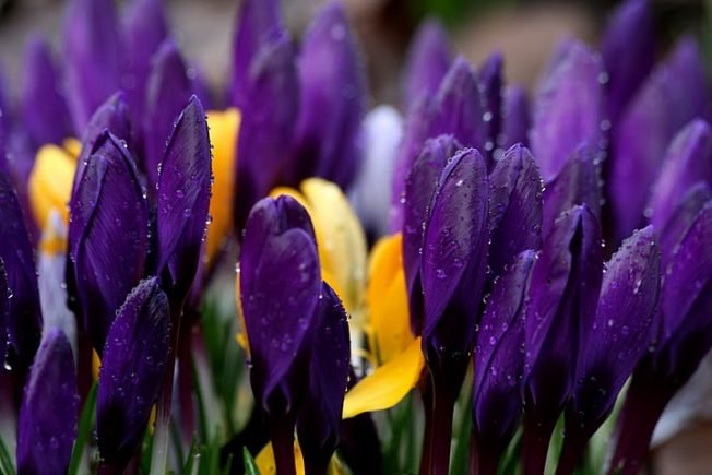 From 4 special food events to 5 trivia options, here’s the list for your West Seattle Tuesday