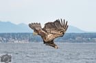 Pair of Juvenile Bald Eagles and a murder of crows put on a 45 minute air show at Alki Beach during today’s noon hour: