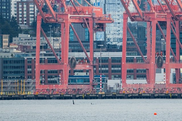 Anyone get a glimpse of the Orcas in Elliott Bay this afternoon?