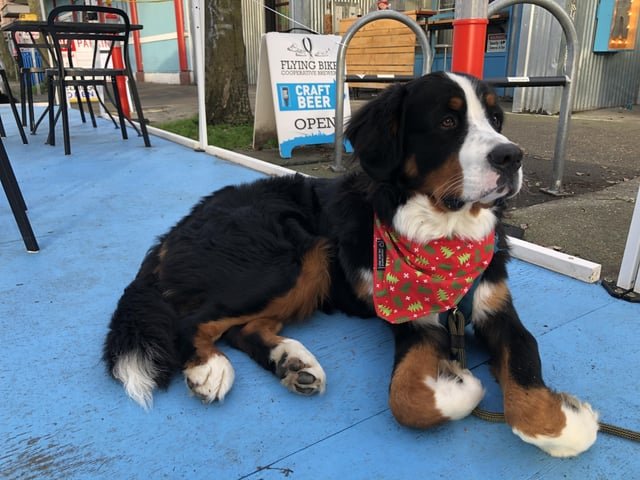 Flying Bike (Greenwood) needs your support