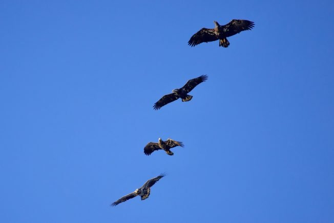 20 event notes on our list for your West Seattle Wednesday