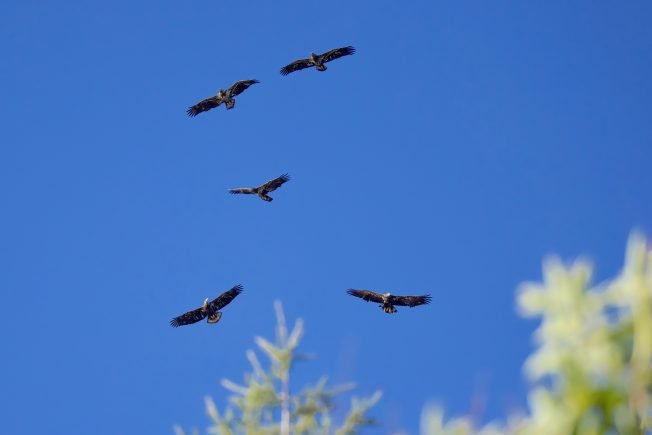 WEST SEATTLE BIRDS: 10 reader photos