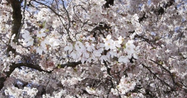 UW cherry blossoms to reach peak bloom this week
