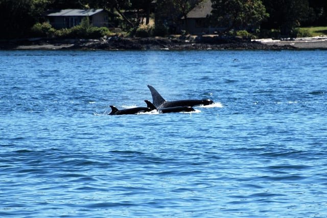 The Flawed Logic of Seattle’s ‘Orca Appeal’ – The Watchdog