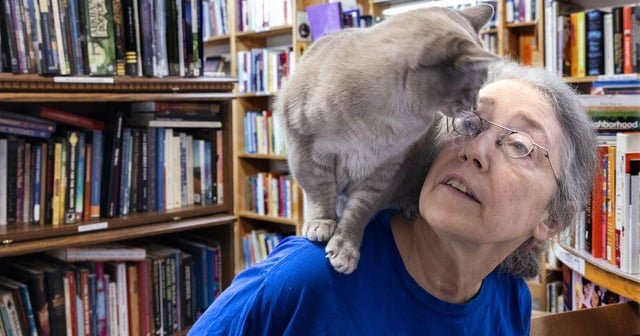 This Capitol Hill bookstore offers used books with a side of cats